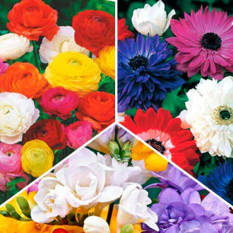 Super oferta! Zawilec (anemone) St. Brigid, Frezja Double, Jaskier, mix kolorow interface.image 8