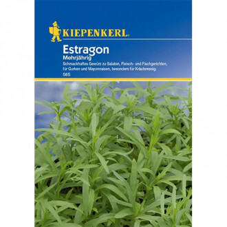 Tarhon peren imagine 5