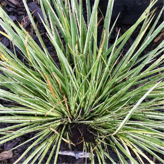 Tatarak trawiasty Argenteostriatus interface.image 3