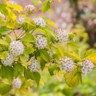 Fiizocarp Dart's Gold imagine 12