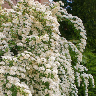 Tawuła nippońska June Bride interface.image 8