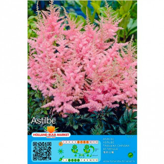 Tawułka Pink interface.image 16