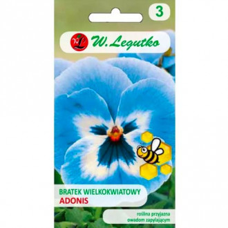 Теменуга едроцветна Adonis Legutko изображение 5