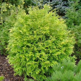 Thujopsis Aurea imagine 1