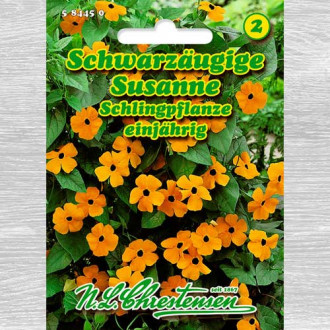 Thunbergia Susanne imagine 6
