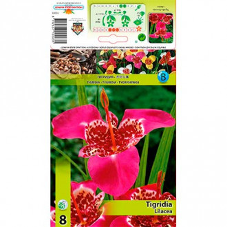Tigridia Lilacea imagine 8