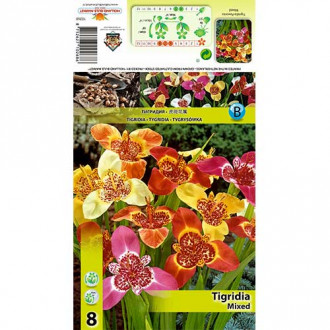 Tygrysówka (Tigridia), mix kolorów interface.image 15
