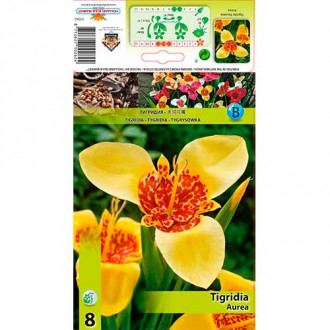 Тигридия Aurea изображение 7