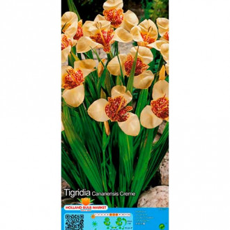 Тигридия Creme изображение 5