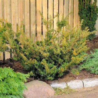 Tisa Farmen imagine 7