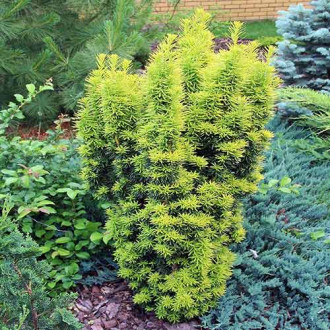 Tisa Golden Carol imagine 8