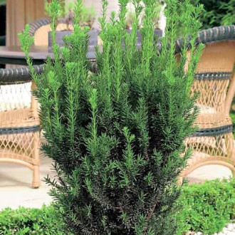 Tisa Hillii imagine 10