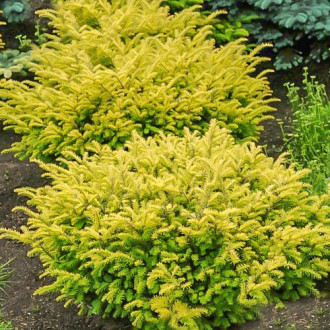 Tisa Kupfergold imagine 6