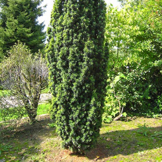 Tisa Wojtek imagine 2