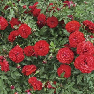 Trandafir mini Big Bang®, C5 imagine 14