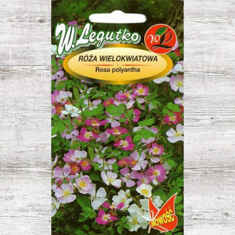 Trandafir chinezesc roz Legutko imagine 9