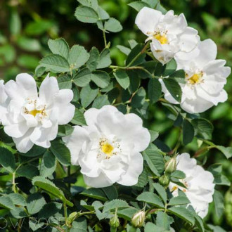 Trandafir de dulceață (Rosa rugosa) Alba imagine 2