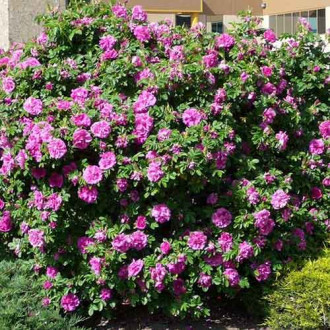 Trandafir de dulceață (Rosa rugosa) Dart's defender imagine 6