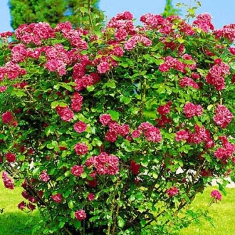 Trandafir de dulceață (Rosa rugosa) imagine 5