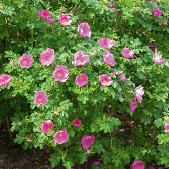 Trandafir de dulceață imagine 3