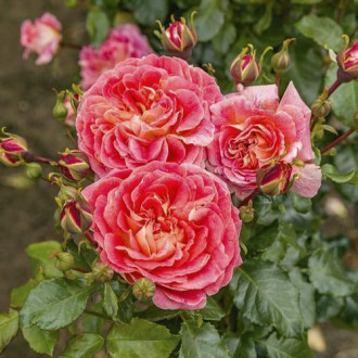 Trandafir floribunda Designer Sunset®, C3 imagine 8