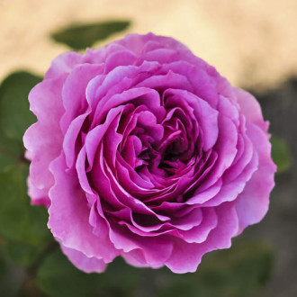 Trandafir floribunda Adore Aroma®, С3 imagine 4