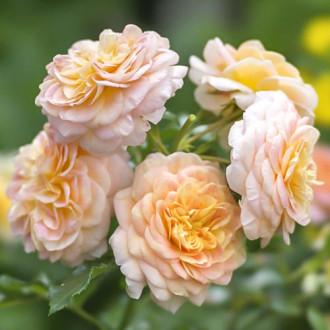 Trandafir floribunda Apricot imagine 8