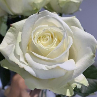 Trandafir floribunda Avalanche imagine 9