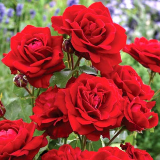 Trandafir floribunda Black Cherry