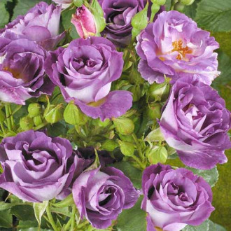 Trandafir floribunda Blue for you imagine 12