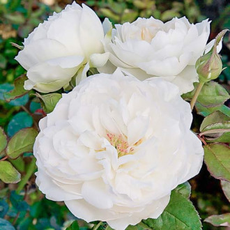 Trandafir floribunda Bolero