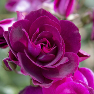 Trandafir floribunda Burgundy Iceberg®, C5 imagine 5