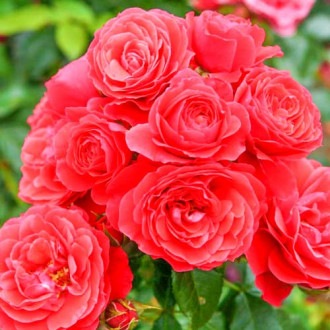 Trandafir floribunda Cherry Girl imagine 6