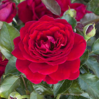 Trandafir floribunda Chic™ Fashion ®, С3 imagine 4