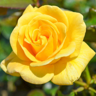 Trandafir floribunda Conquest imagine 12