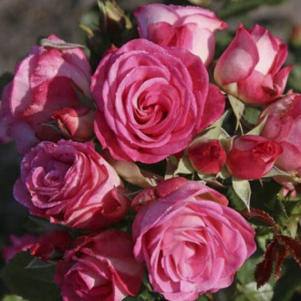 Trandafir floribunda Czeslaw Milosz® imagine 18