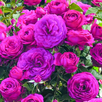 Trandafir floribunda Dark Pink imagine 13