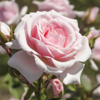 Trandafir floribunda Diadem imagine 7