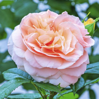 Trandafir floribunda Duchess of Cornwall imagine 11
