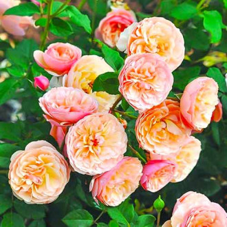 Trandafir floribunda Eveline Wild imagine 17