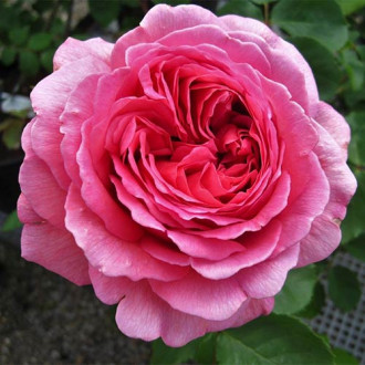 Trandafir floribunda Frida imagine 8