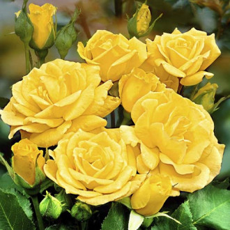 Trandafir floribunda Friesia imagine 12