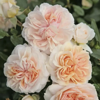 Trandafir floribunda Garden of Roses®, C5 imagine 2