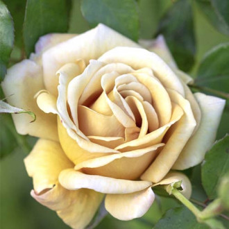 Trandafir floribunda Honey Dijon®, C5 imagine 12