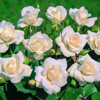 Trandafir floribunda Iceberg ®, C5 imagine 14