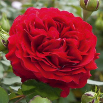 Trandafir floribunda Kronborg imagine 10