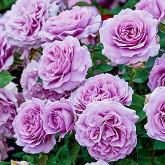 Trandafir floribunda Love Song imagine 12