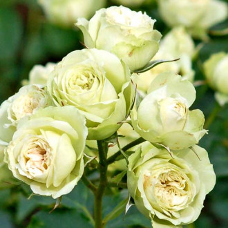 Trandafir floribunda Lovely Green imagine 6