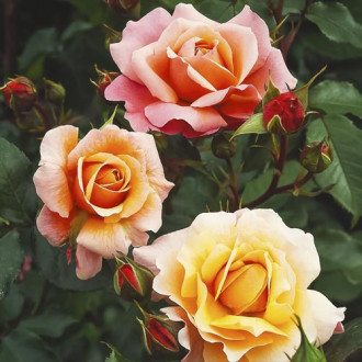 Trandafir floribunda Marie Curie ®, С3 imagine 10