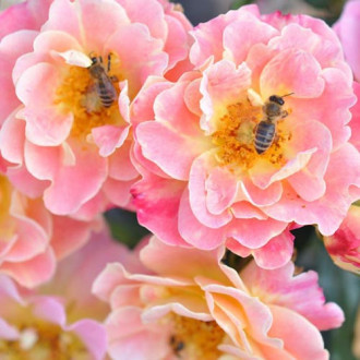 Trandafir floribunda Mella Exotic imagine 12